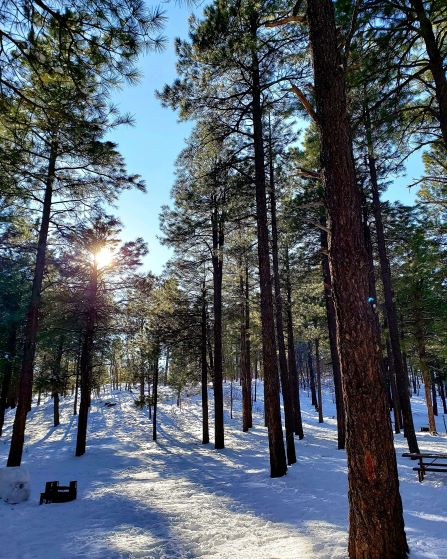 Flagstaff Trees